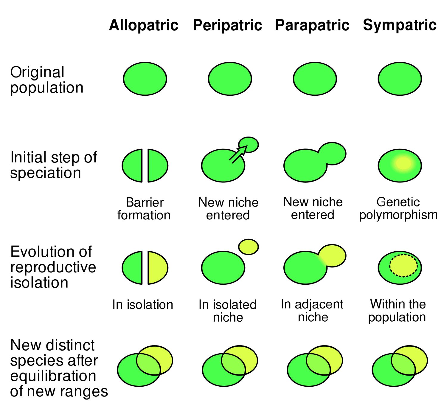 <p><strong>Geographic Barrier:</strong> Allopatric requires physical separation; Sympatric does not.</p><p></p><p><strong>Examples:</strong></p><ul><li><p><strong>Allopatric:</strong> Grand Canyon squirrels or Galapagos finches separated by geographical barriers.</p></li><li><p><strong>Sympatric:</strong> Polyploid plants, or insects specialized to feed on specific host plants within the same range. (behavioral/temporal)</p></li></ul><p></p>
