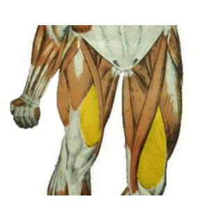 <p>What is the highlighted muscle? what is its action?</p>