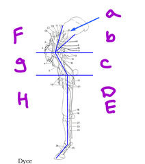 <p>What are the innervations of these parts of the equine thoracic limb?</p>