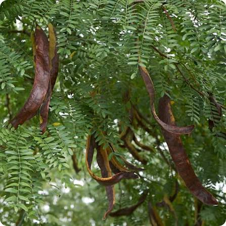 <p>A tree in the family Fabaceae commonly named Honey Locust, characterized by pronounced thorns and seedpods.</p>