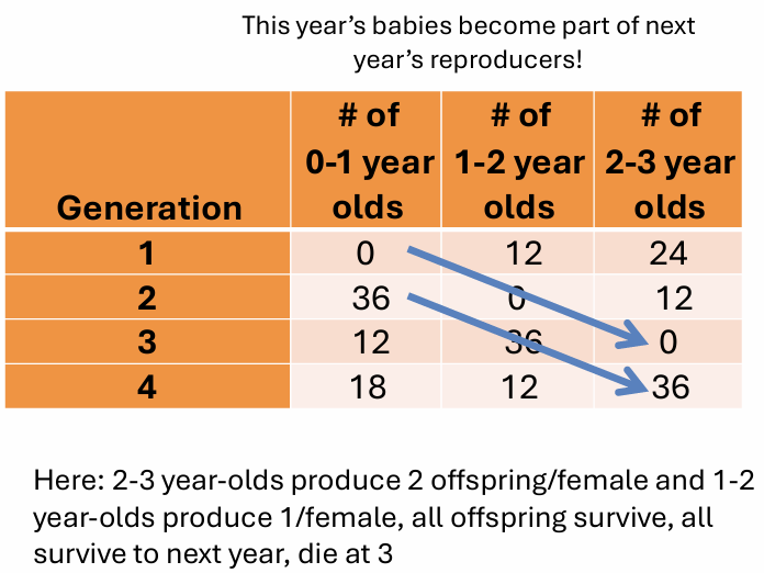 <p>tracking ind. over time based on </p><ul><li><p>sexual maturity age</p></li><li><p>fertility over time </p></li><li><p># offspring per female </p></li><li><p>survival to next year for each stage </p></li></ul><p></p>