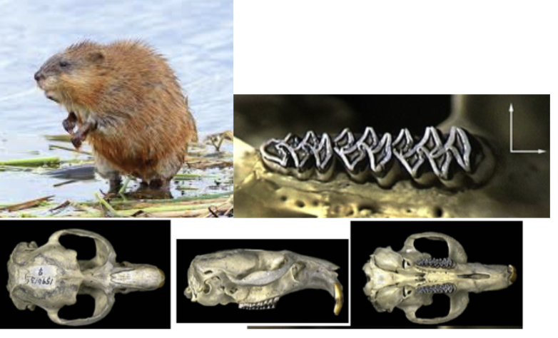 <p>What suborder, family, subfamily, genus, and species?</p>