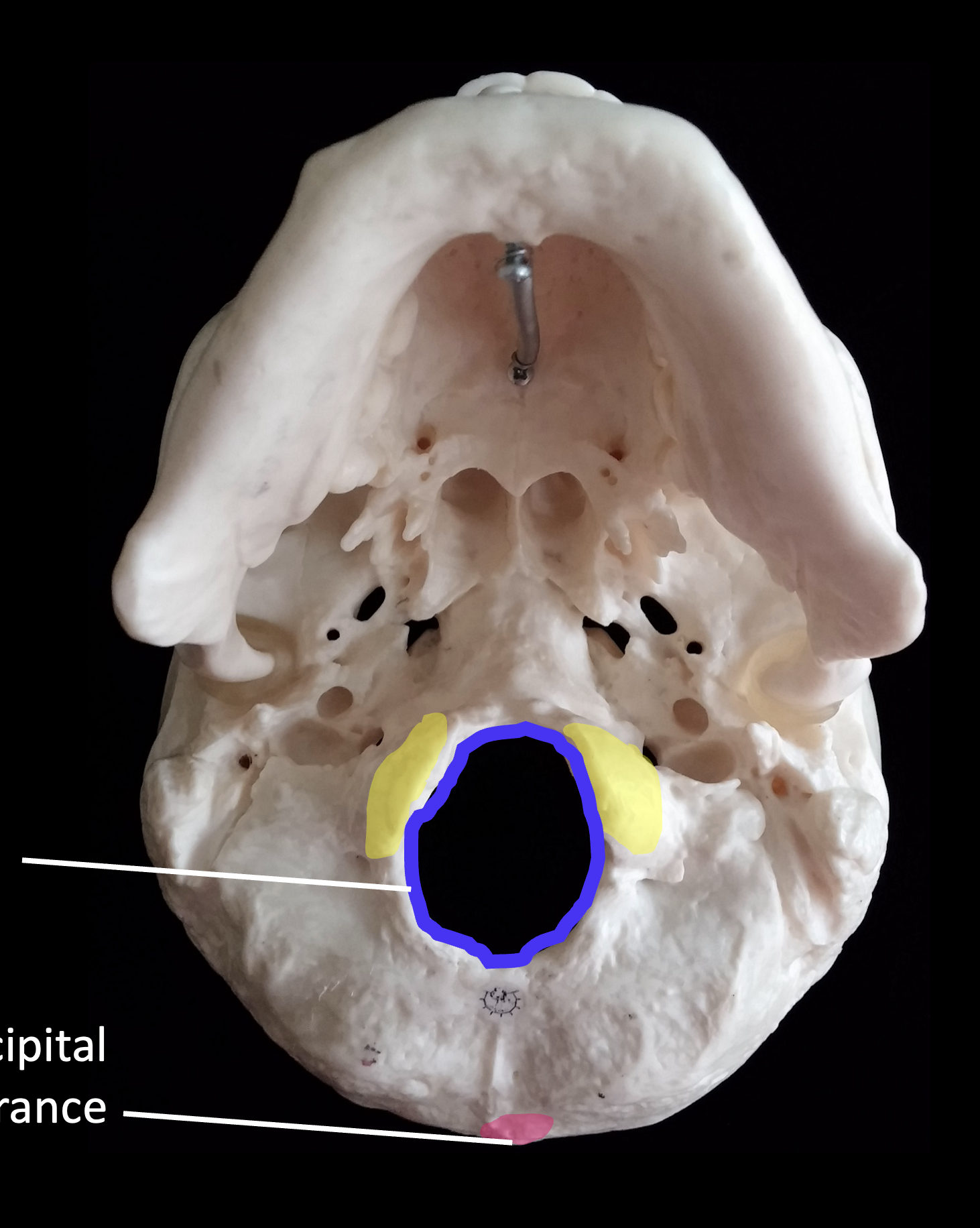 <p>Whats the yellow region highlighted on the occipital bone?</p>