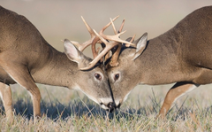 <p>competition between members of the same species</p>