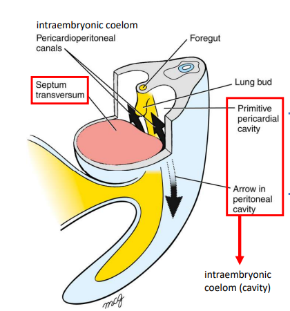 <p>The immature diaphragm allows communication between the primitive pericardial cavity and the intraembryonic coelom via the pericardioperitoneal canals.</p>