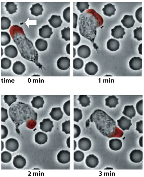 <p>What role does the cytoskeleton play in cell motility?</p>