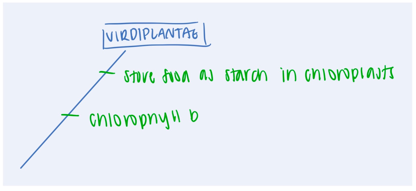 <p>Archaeplastida: <strong>Viridiplantae (1: synapomorphies and characteristic</strong></p>
