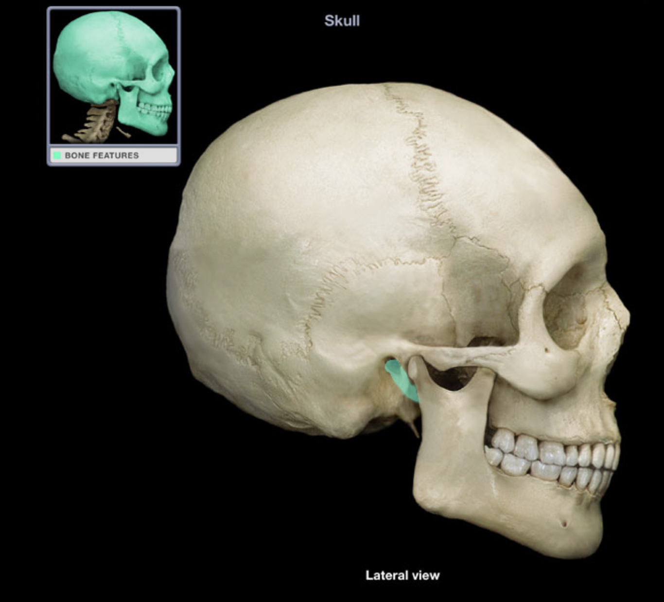 knowt flashcard image
