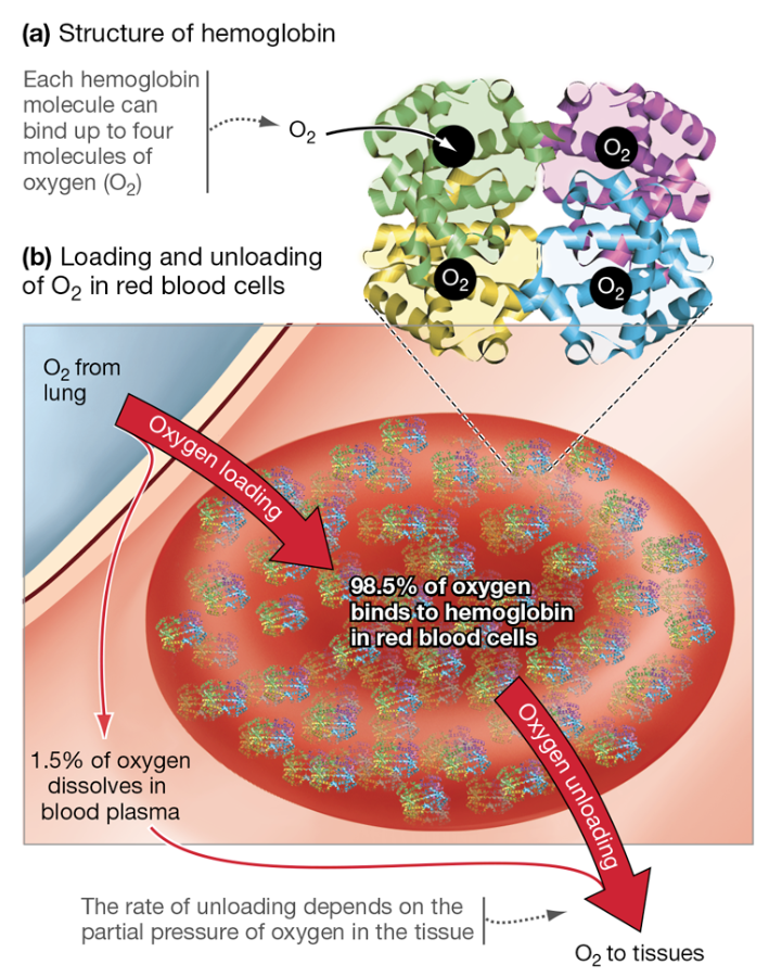 <p>Structure + Function of Hemoglobin</p>