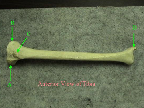 <p>Identify structure labelled D. </p>