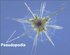 <p>Rhizarain Amoebas</p>