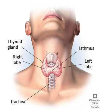 <p>- Anterior neck</p><p>- Below and bilateral to thyroid cartilage</p>