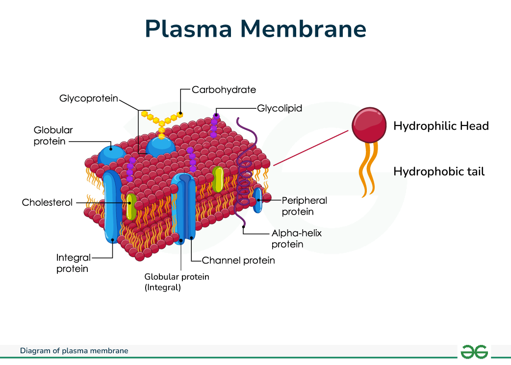 <p>plasma membrane</p>