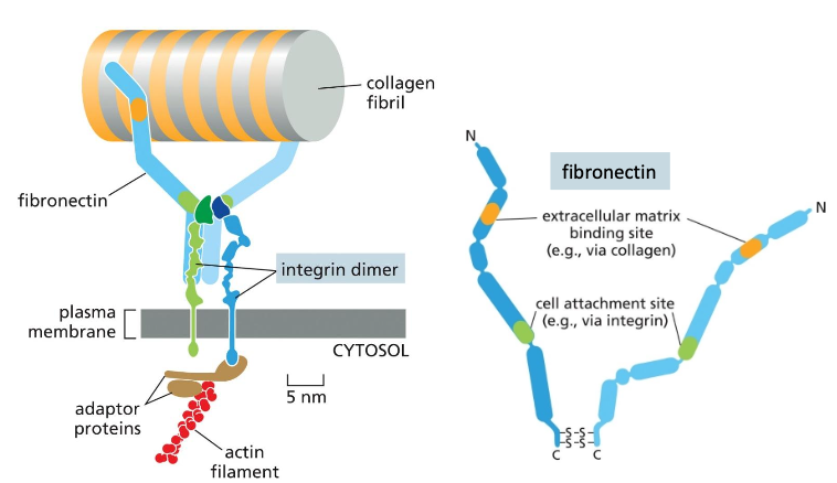 <ul><li><p>Made out of ribrous protein</p></li><li><p>Provides tensile strength</p></li><li><p>Resist Stretching</p></li><li><p>Site of synthesis from fibroblasts and osteoblasts as procollagen</p><ul><li><p>Procollagen into collagen and then collagen fibrils which can then form collagen fibers</p></li></ul></li><li><p>Interaction with ECM</p><ul><li><p>Integrin (adhesion receptor): binds to the fibronectin (glycoprotein) outside and binds to adaptor proteins inside</p></li><li><p>Fibronectin: will bind to the collgen and bind to integrin</p></li></ul></li></ul><p></p>