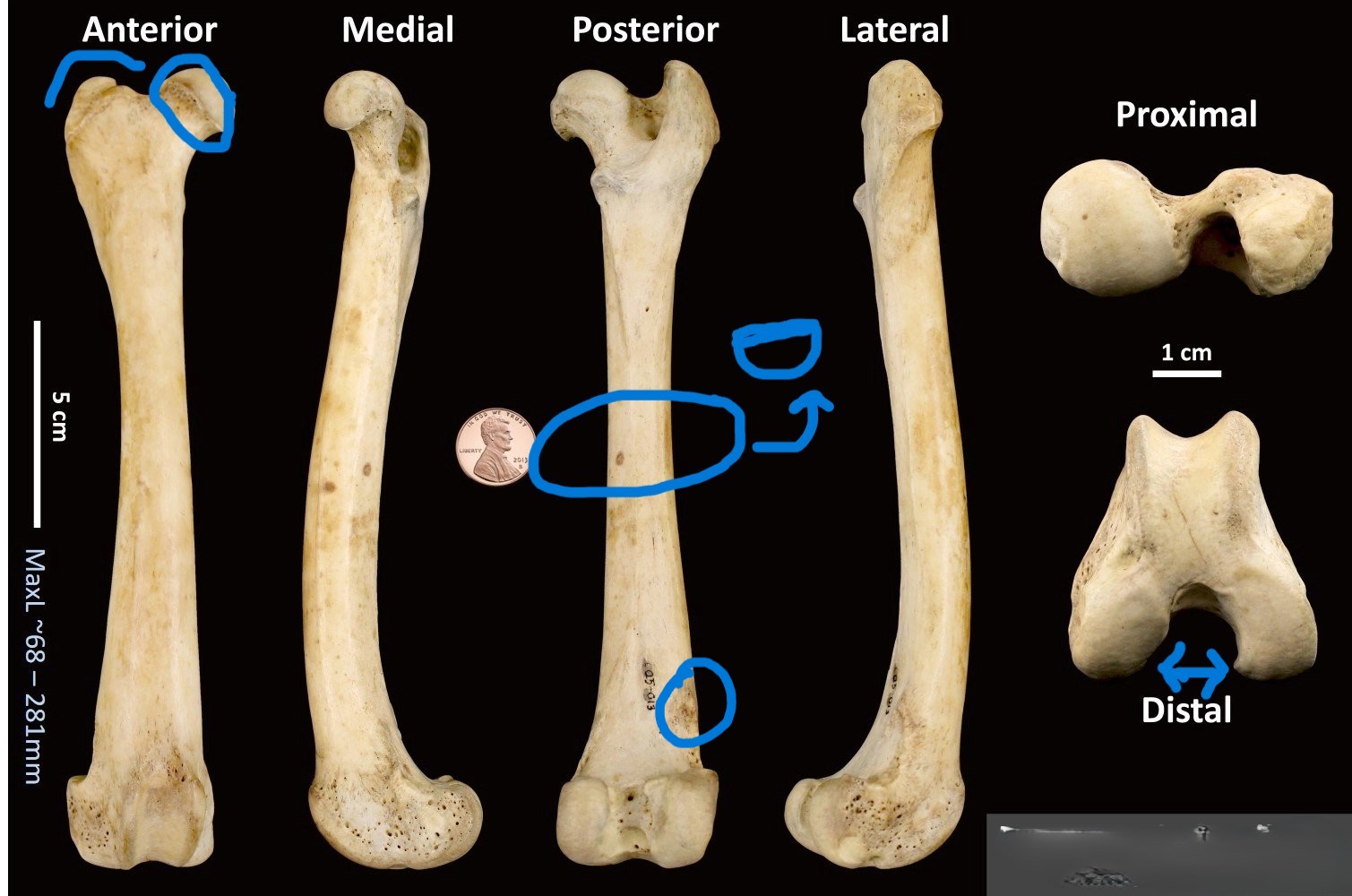 <ul><li><p>small lump near distal end</p></li><li><p>very short greater trochanter</p></li><li><p>distinct waisting around ball joint</p></li><li><p>D-shaped cross-section</p></li><li><p>wide gap between condyles</p></li></ul><p></p><p>dog femur</p><p></p>