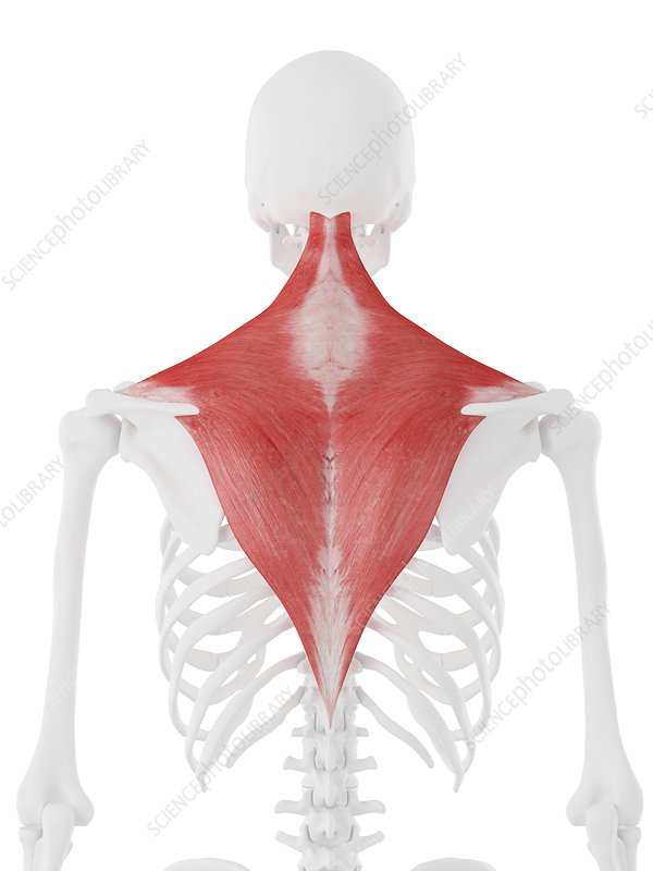 <p>Extends head and neck, elevates, depresses and adducts scapula; rotates scapula upward</p>