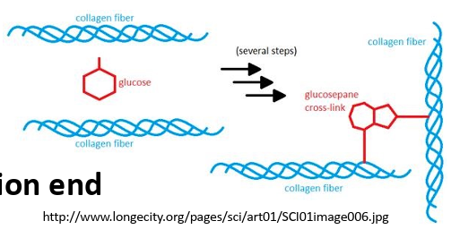 <p>AGEs: Advanced glycation end products<br>- reaction btw carbohydrates and free amino groups creates cross-links in long-lived structural proteins, increases stiffness in blood vessels, joints, bladder, impairs function in kidney, heart, retina.<br>Stochastic epigenetic regulatory drift - turns tissues into cellular mosaics<br>Gradual decline of whole systems:<br>- Endocrine: estrogen (menopause, GH (somatopause), insulin (resistance)<br>- Immune system</p>