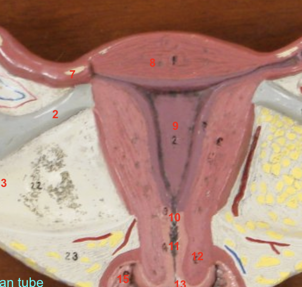 <p>9 - endometrium /uterine cavity</p>