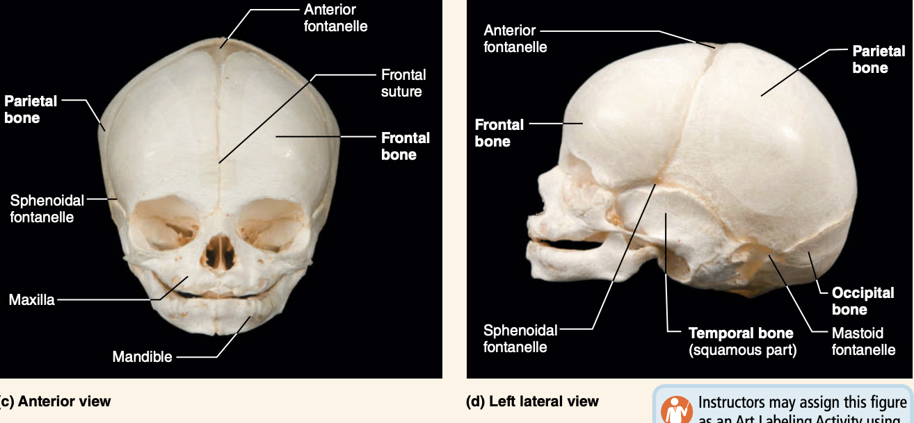 <p><strong>Development &amp; Aging Fontanelles </strong></p><p>What are fontanelles?</p>