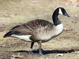 <p>Canada Goose</p>