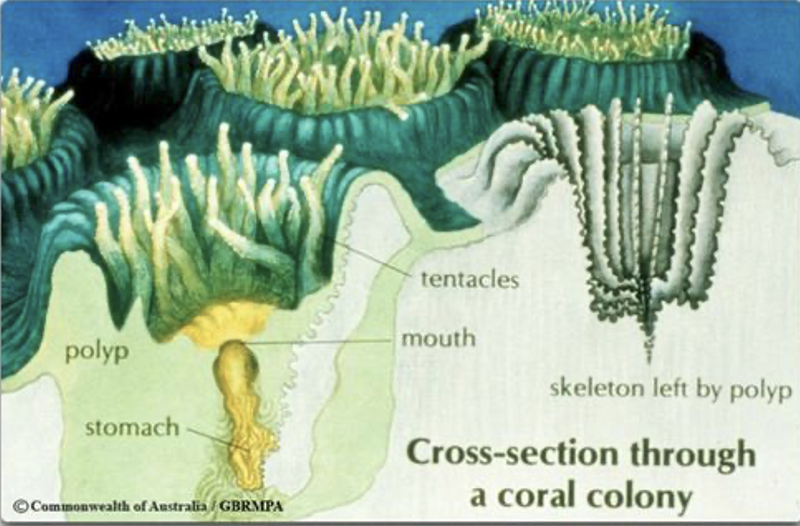 <p>Name means “nettle/scratch” “-related to”</p><p>Aquatic animals with two germ layers (dipoblastic), have radial symmetry, and unique stinging cells called cnidocytes used for defense and prey capture</p><p>They have two body plans, <strong>medusa</strong> and <strong>polyp</strong></p><p>Specimens we observed include obelia, hydra, and coral</p><p>*note that live coral secretes an exoskeleton while sponges have an endoskeleton</p>