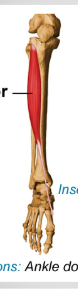 <ul><li><p><span style="background-color: transparent;">A: dorsiflexion @ ankle; inversion foot</span></p></li></ul><p></p>