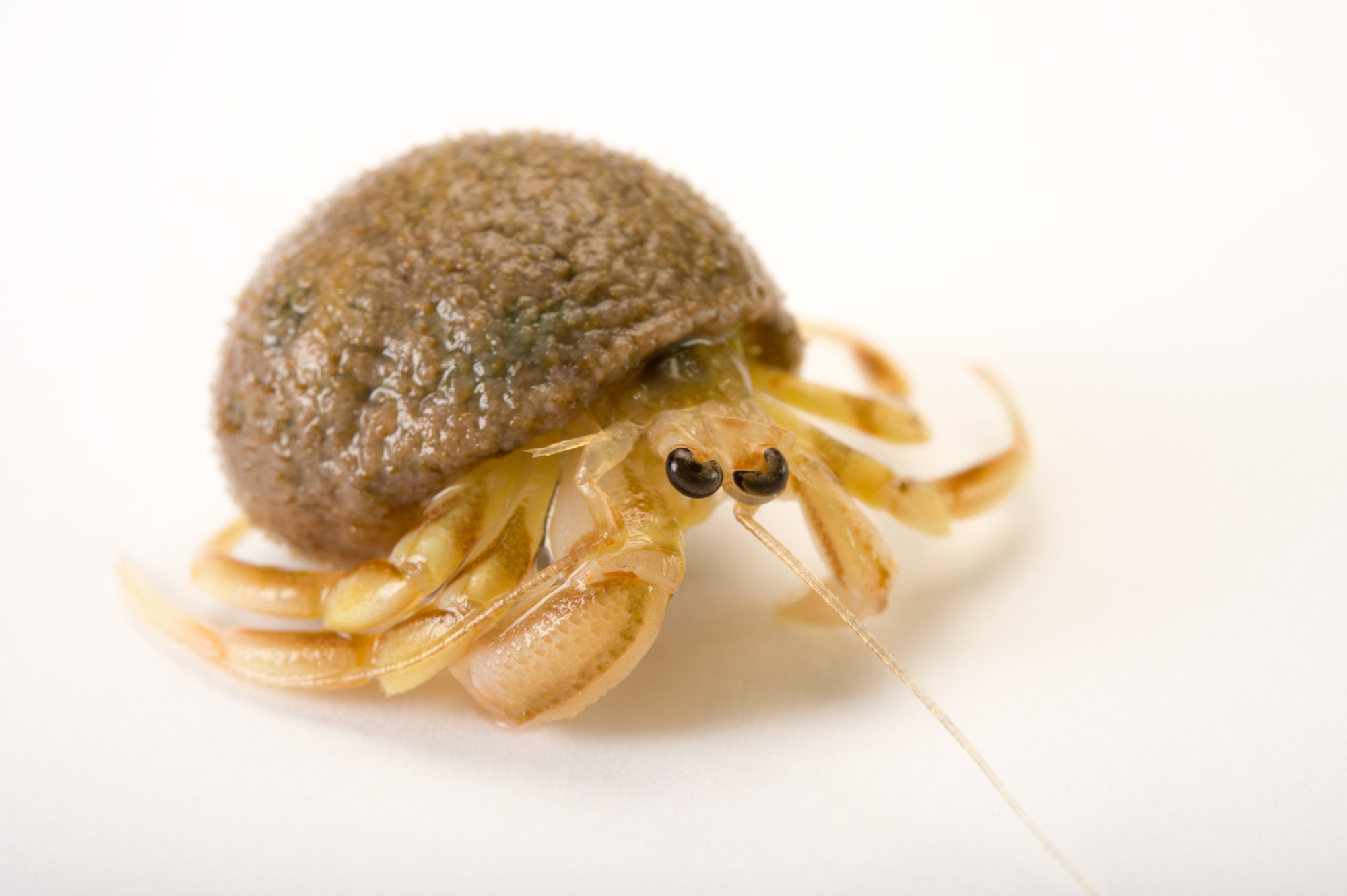 <p>Long-Clawed Hermit Crab</p>