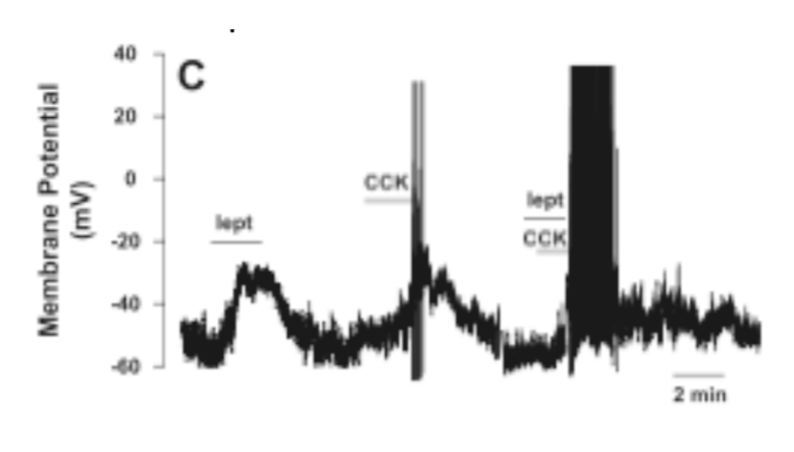 <p>Leptin concentration dictates how much of the lower level depolarization occurs here. Less Leptin means a more negative membrane potential. So, the more Leptin in the body the less “food signal” is required to bring these cells to threshold. This means that when the system is working, it takes less food to make you feel full if you have plenty of fat stored.</p><p></p><p>Satiety promoting neurons depolarize to sub-threshold levels in response to leptin, which allows smaller levels of signals that indicate the uptake of nutrients to generate action potentials in these cells. Notice how much stronger the cck + leptin output of this neuron is than the output when there is just cck. <em>CCK is an indicator that food has been consumed.</em></p>