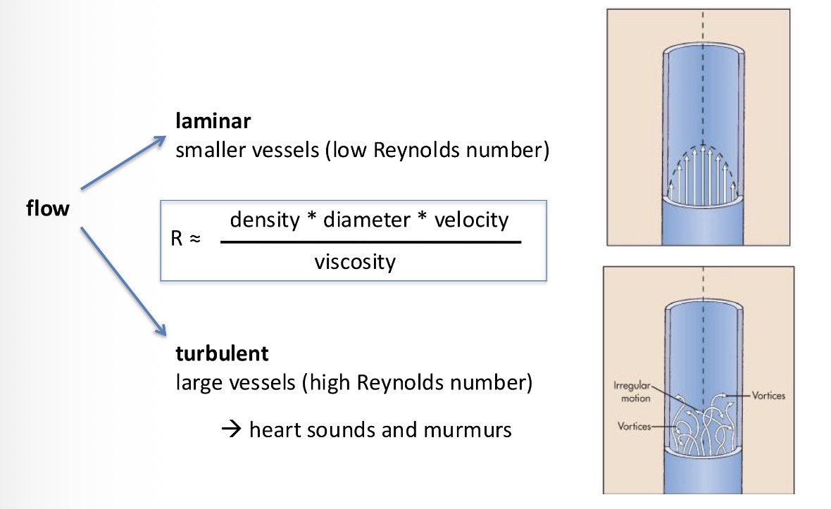 <p>Most cases: small vessels</p><p>Laminar flow - different layers of blood that flow in parallel but in different speed (the centre of the vessel are faster and the periphery is slower because of the contact with the wall = more resistance)</p><p>large vessels: </p><p>turbulent flow - less efficient flow, because the blood added into the veins is put in bits = this results in heart sounds and murmurs</p>