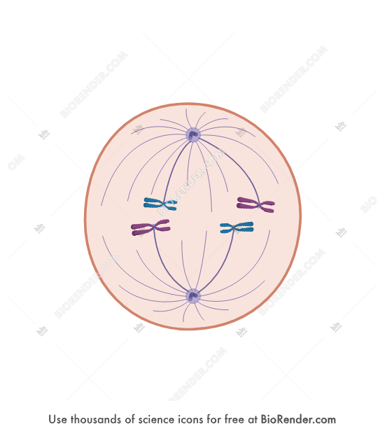 <p></p><ul><li><p>starts with dissolution of the nuclear envelope</p></li></ul><ul><li><p>spindle assembly is completed</p></li><li><p>chromosomes are moved into position at center of cell</p></li><li><p>Microtubules penetrate central cell region,</p><ul><li><p>The free ends grow & shrink as if they are searching for chromosome</p></li><li><p>Those that contact a kinetochore are captured & stabilized</p><ul><li><p>Kinetochore from one chromatid becomes stably associated with spindle microtubules from one pole</p></li><li><p>Unattached sister chromatid kinetochore captures its own MTs from opposite spindle pole</p></li></ul></li></ul></li></ul><p></p>