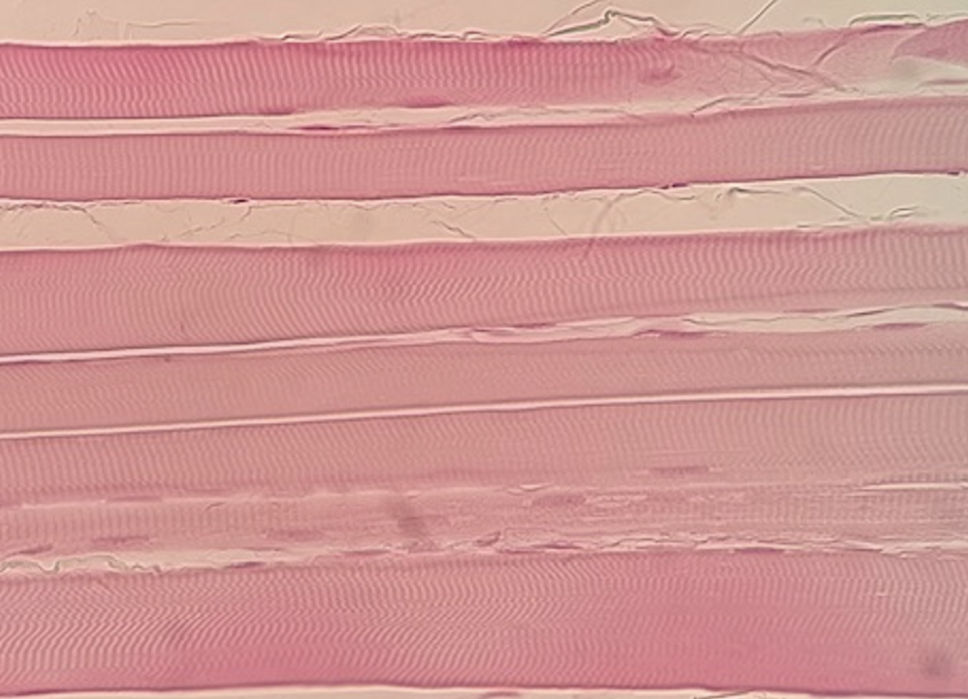<p><span>Identify the tissue shown here.</span></p>