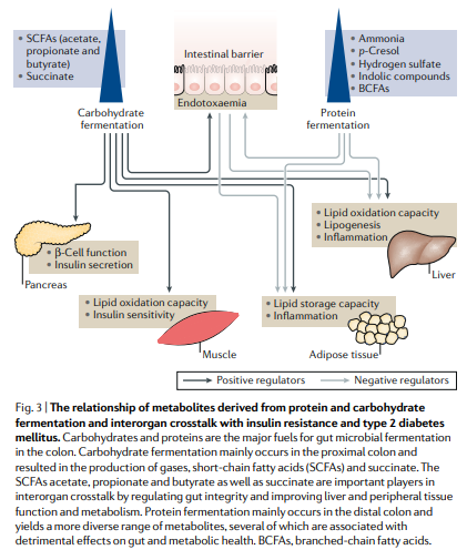 <ul><li><p>Protein fermentation produces mostly harmful metabolites: ammonia, phenols, indoles, hydrogen sulfide, BCFAs, and p-cresol.</p></li><li><p><strong>Effects on gut:</strong> toxic to colonocytes, disrupts epithelial energy metabolism, damages tight junctions, increases permeability, promotes inflammation</p></li><li><p><strong>Systemic effects:</strong> may impair glucose metabolism, contribute to insulin resistance, ectopic fat deposition, and kidney burden (p-cresol)</p></li><li><p><strong>Nuance:</strong> some indole derivatives may be beneficial at low levels for anti-inflammatory signaling and gut barrier support</p></li><li><p><strong>Overall:</strong> excess protein fermentation shifts microbiome toward a pro-inflammatory, less beneficial state, contrasting carbohydrate fermentation. This can lead to metabolic diseases such as T2DM and NAFLD</p></li></ul><p></p>