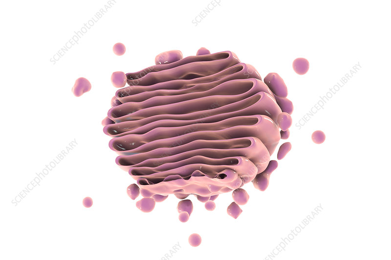 <p>difference between golgi apparatus trans and cis face</p>