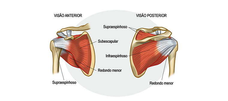 <p>It is a group of muscles that stabilize the shoulder joint. In addition, they assist in medial and lateral rotation of the arm.</p>