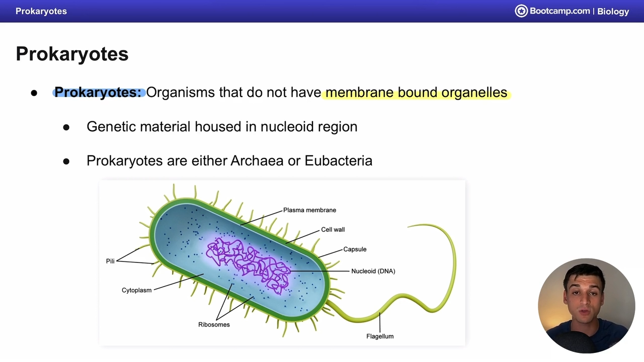 <p>Organisms that do not have membrane bound organelles</p>
