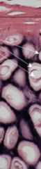 <p>cell type; tissue type</p>
