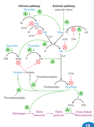 <p><strong><u>Blood Coagulation Cascade (1)</u></strong></p><ul><li><p>Caused by <strong>collagen</strong> exposure to <span style="color: red;"><strong>blood</strong></span> (tissue damage) </p></li><li><p>Causes the <span style="color: blue;"><strong><em>release of signaling molecules</em></strong></span> such as _______to<strong> stimulate the activiation of additional platelets. </strong></p></li></ul><p></p>