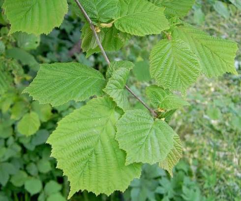 <p>Corylus avellana</p><p>Hazel</p><p><span>Hazels are a versatile group of deciduous trees and large shrubs. They are probably best known for their yellow, dangling catkins on bare branches in early spring, followed by edible nuts in autumn. The common hazel (</span><em>Corylus avellana</em><span>) is excellent for wildlife gardens, hedgerows and woodland settings.</span></p><p></p>