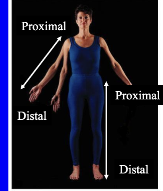 <p>closer to the origin or point of attachment of the limb to the trunk (elbow is proximal to the wrist)</p><p></p><p>farther from origin or point of attachment of the limb to the trunk</p>