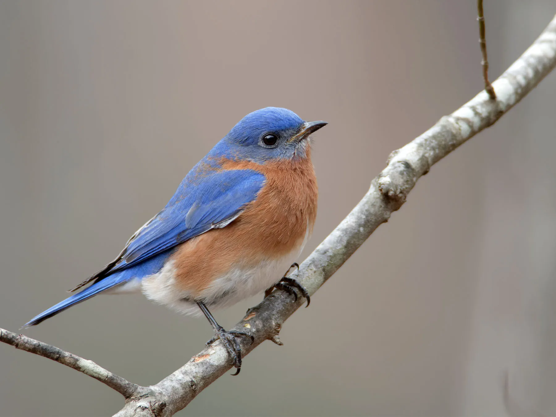 <p>Common name<br>Family</p>