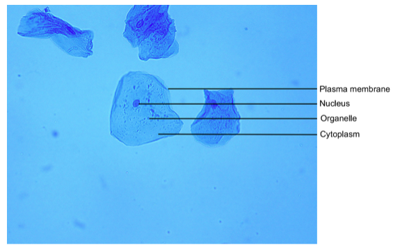 <p>What cell is this?</p>