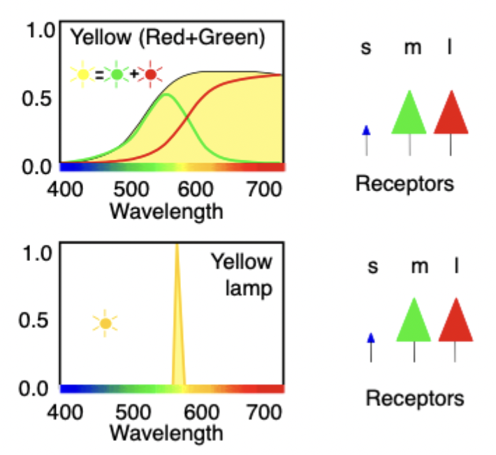 <p><strong>Metamers: </strong>different spectra, same colour appearance</p><p></p><ul><li><p> <span>We can think of metamers as being confusions, where we can mix up one colour for another because we don't have the receptors to distinguish them. We are reducing information down to 3 different numbers</span></p></li><li><p><span>Have yellow light, by mixing green & red light</span></p></li><li><p><span>Strong response from long wavelength cones & medium wavelength cones & not much of a response from my short wavelength cones</span></p></li></ul><p></p><ul><li><p><span>Have exactly the same pattern of responses for two very different sources of light.</span></p></li><li><p><span>One kind of a broad range and the other is fairly narrow</span></p></li></ul><ul><li><p><span>Metamers as confusions, colours that we can mix up because they have different spectra but they look the same to us.</span></p></li></ul><p></p>