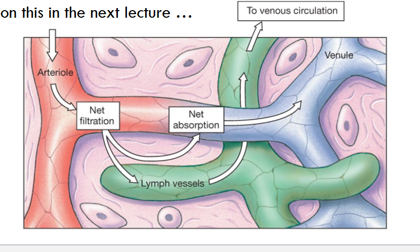 <p>Lymphatic system</p>