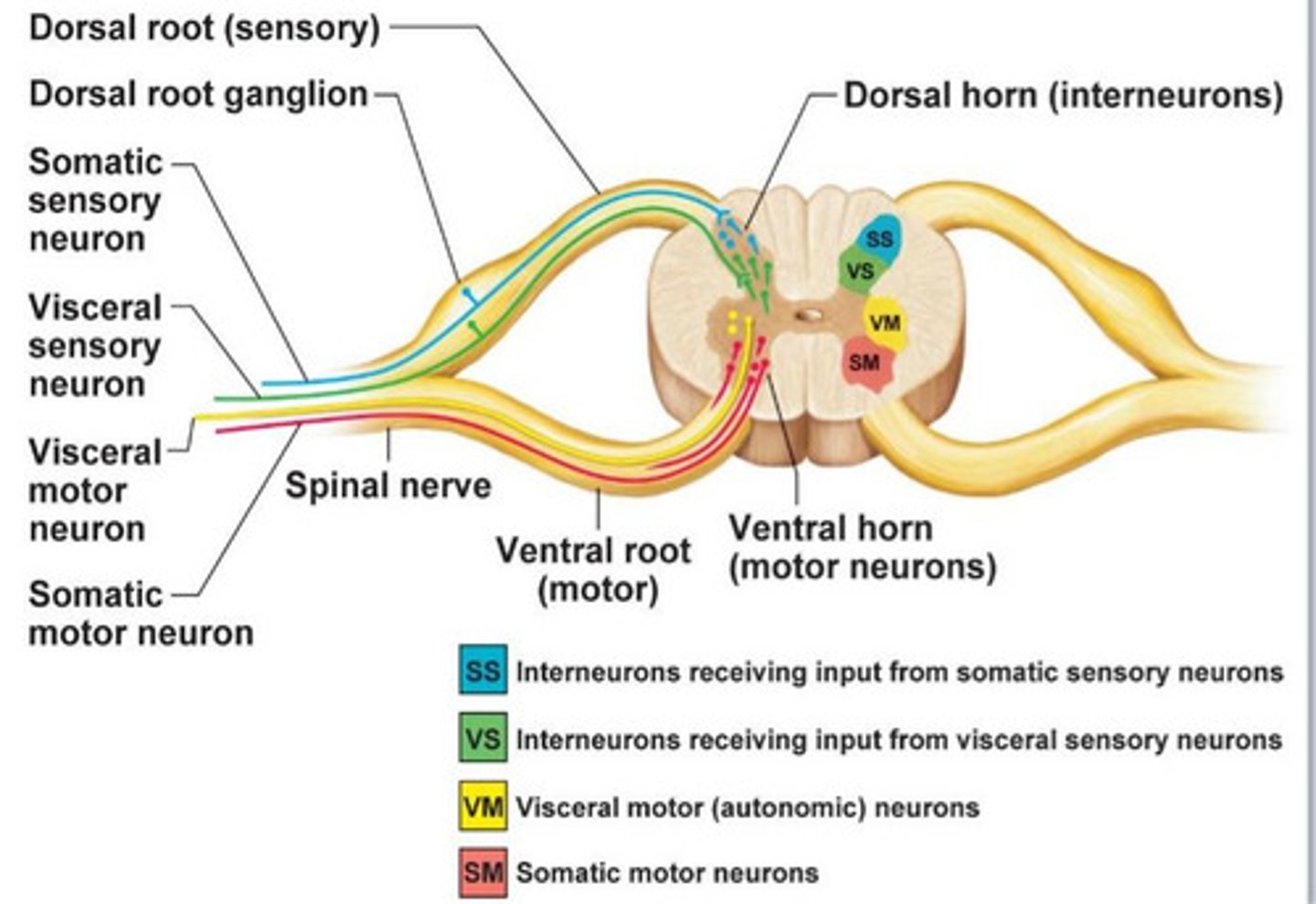 <p>Sensory</p>