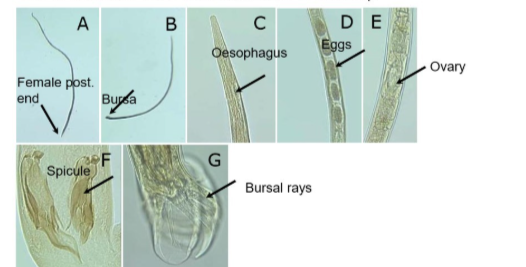 <ul><li><p>segmented ovary</p></li><li><p>eggs visible</p></li><li><p>spicules</p></li><li><p>bursal rays</p></li></ul><p></p>
