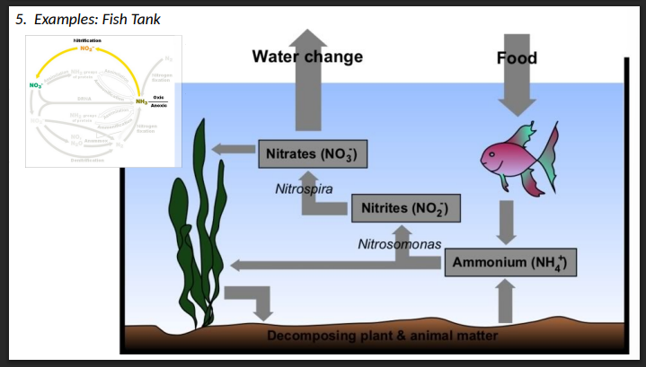 <p><strong>Denitrification </strong>Examples: Fish Tank </p>