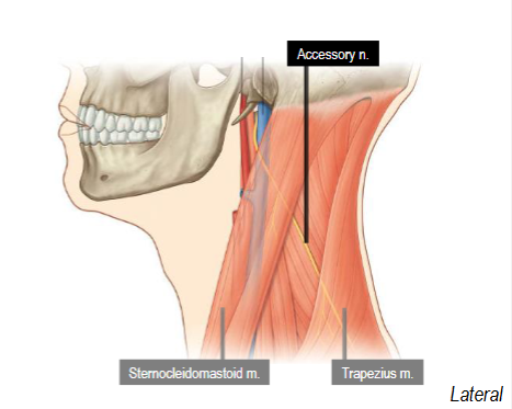 <p>Innervates SCM and Trapezius</p>