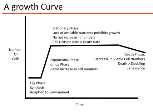<ol><li><p>Lag Phase = synthesis, adaptation to environment (kicking up metabolism)</p><ul><li><p>number of cells not changing</p></li></ul></li><li><p>Exponential or log Phase = rapid increase in cell numbers</p><ul><li><p>actively dividing cells</p></li><li><p>depends on media, temperature, organism, etc</p></li></ul></li><li><p>Stationary Phase = lack of available nutrients prohibits growth (media is no longer rich enough to increase growth) </p><ul><li><p>no net increase in numbers</p></li><li><p>cell division rate = cell death rate</p></li><li><p>cells are still dividing</p></li><li><p>cells are using each other for growth</p></li></ul></li><li><p>Death phase = decrease in viable cell numbers</p><ul><li><p>stretch out stationary phase long enough and can see this</p></li><li><p>not present for all organisms</p></li><li><p>death > doubling</p></li><li><p>senescence → slowed down physiology</p></li></ul></li></ol><p></p><p>Growth Curve + Primary Metabolites</p><ol><li><p>primary metabolite synthesis</p><ul><li><p>essential for life (amino acids, DNA bases, vitamins, etc) </p></li><li><p>synthesized before division</p></li><li><p>DNA replication</p></li></ul></li></ol><p></p><p>Growth Curve + Secondary Metabolites</p><ul><li><p>provide cells with selective advantages under some conditions</p></li><li><p>nonessential for life, but provide advantage (antibiotics) </p></li><li><p>cost cell energy investment to make</p></li><li><p>useful for eliminating competition for resources</p></li><li><p>synthesis occurs when nutrition is depleted in media and when cell number increasing</p></li></ul><p></p><p>Growth Curve + Sporulation</p><ul><li><p>spores form as conditions worsen</p></li><li><p>spore = dormant cell type that allows cells to survive adverse conditions until conditions improve</p></li></ul><p></p>