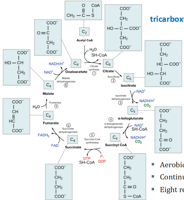 <p>Aerobic pathway</p><p>Continuous (cyclic)</p><p>Eight reactions</p>