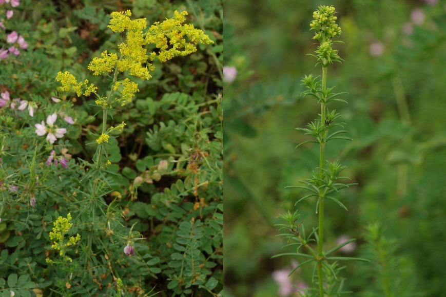 <p>Prava lakota-Galium verum</p>